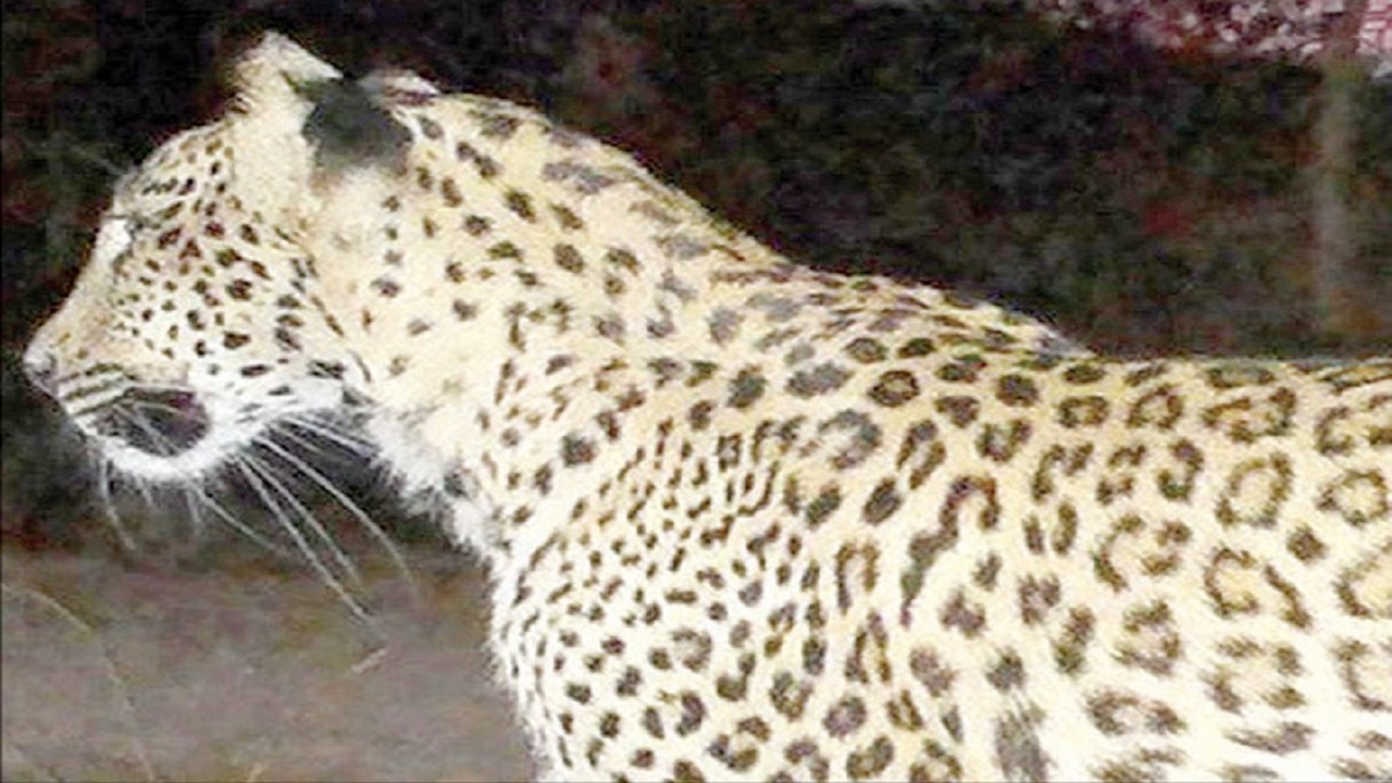 ಗಂಧದ ಬಣ್ಣದ ಚಂದನ ಚಿರತೆ