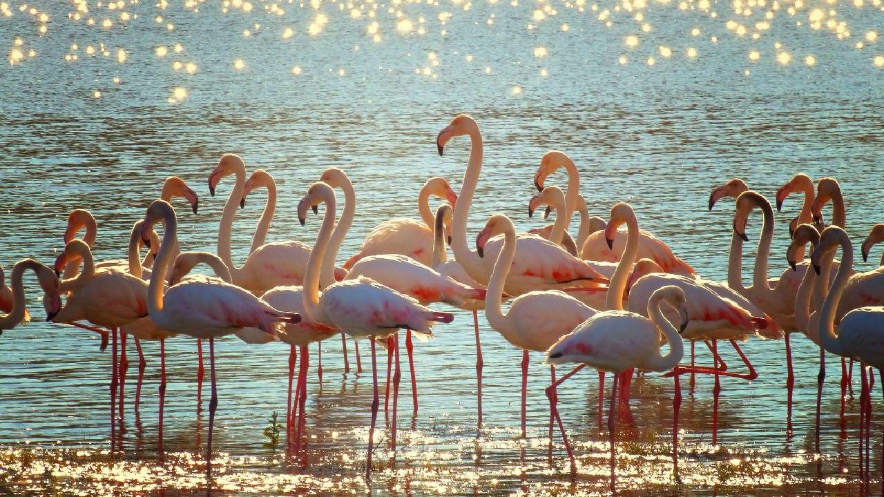 Flamingoes: ಮನಮೋಹಕ ಫ್ಲೆಮಿಂಗೊ ನೋಡಲು ಭಾರತದ ಈ ತಾಣಗಳಿಗೆ ಭೇಟಿ ನೀಡಿ - Image 6