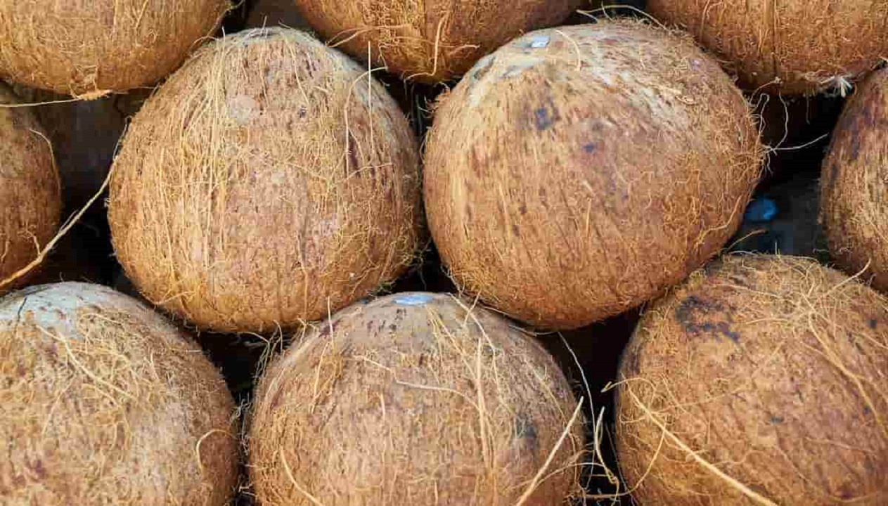 Coconut Price Rise: ತೆಂಗಿನಕಾಯಿ ಬೆಲೆ ಕಿಲೋಗೆ ರು.70ಕ್ಕೆ ಏರಿಕೆ