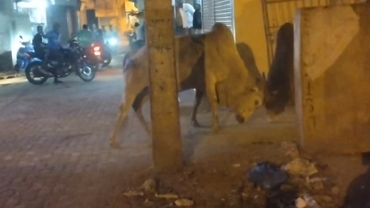 ಗೂಳಿಗಳ ಹಾವಳಿ: ಸಾರ್ವಜನಿಕರು ಓಡಾಡಲು ಭಯ ಪಡುವ ಪರಿಸ್ಥಿತಿ ನಿರ್ಮಾಣ