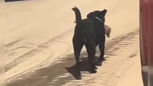 ಆಸ್ಪತ್ರೆಗೆ ನುಗ್ಗಿ ರೋಗಿಯ ಕಾಲು ಹೊತ್ತೊಯ್ದ ನಾಯಿ!