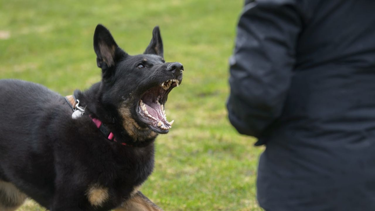 ಬೀದಿ ನಾಯಿ ದಾಳಿಯಿಂದ ಮೃತಪಟ್ಟವರು, ಗಾಯಾಳುಗಳಿಗೆ ಪರಿಹಾರ ಘೋಷಣೆ