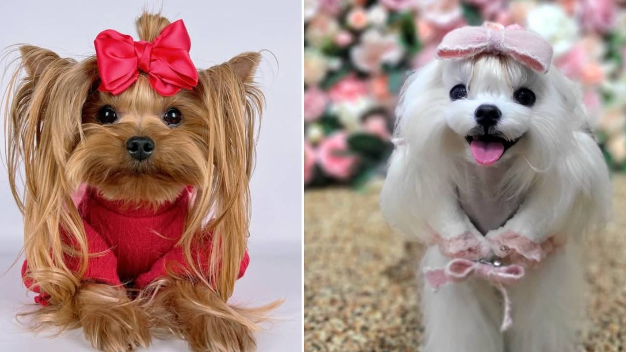 Dog Designewears: ನಿಮ್ಮನೆ ಮುದ್ದು ನಾಯಿಮರಿಗಳಿಗೂ ಬಂತು ಕಲರ್ಫುಲ್ ಡಿಸೈನರ್ವೇರ್ಸ್ - Image 1