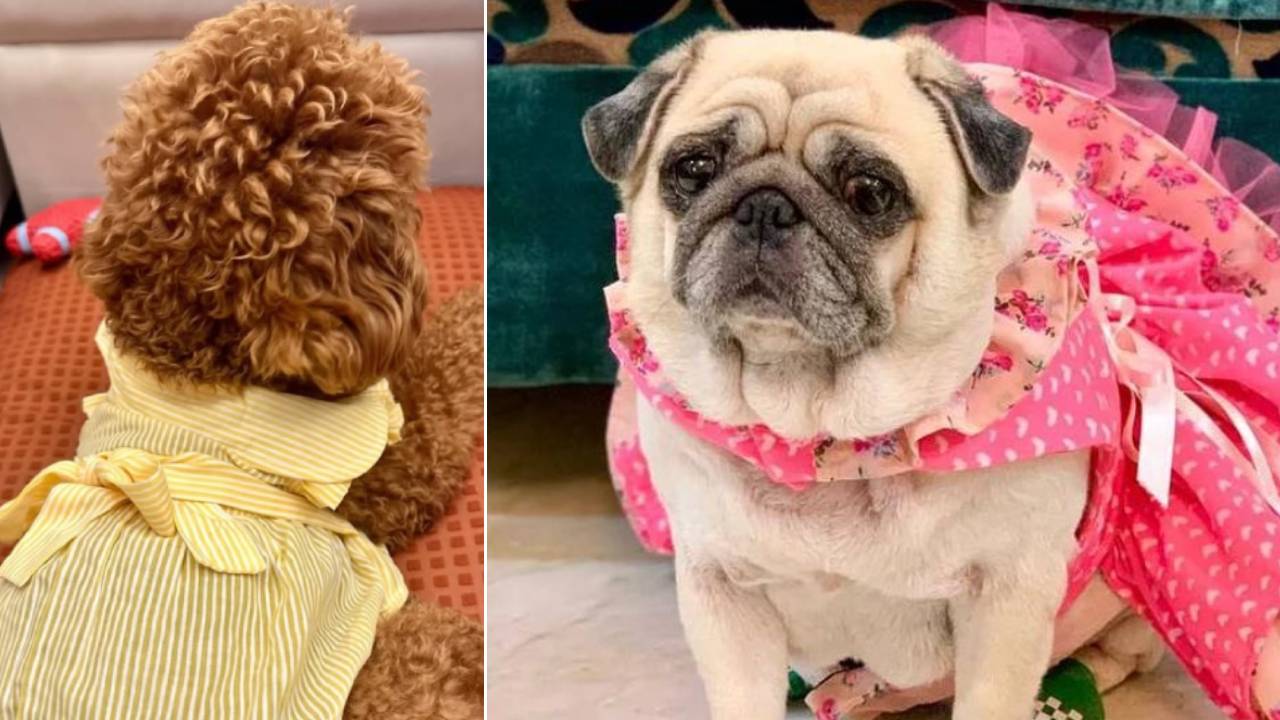 Dog Designewears: ನಿಮ್ಮನೆ ಮುದ್ದು ನಾಯಿಮರಿಗಳಿಗೂ ಬಂತು ಕಲರ್ಫುಲ್ ಡಿಸೈನರ್ವೇರ್ಸ್ - Image 2