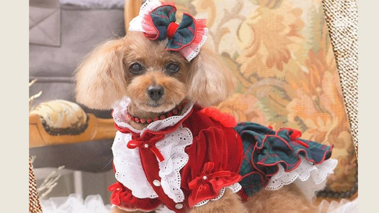 Dog Designewears: ನಿಮ್ಮನೆ ಮುದ್ದು ನಾಯಿಮರಿಗಳಿಗೂ ಬಂತು ಕಲರ್ಫುಲ್ ಡಿಸೈನರ್ವೇರ್ಸ್ - Image 4