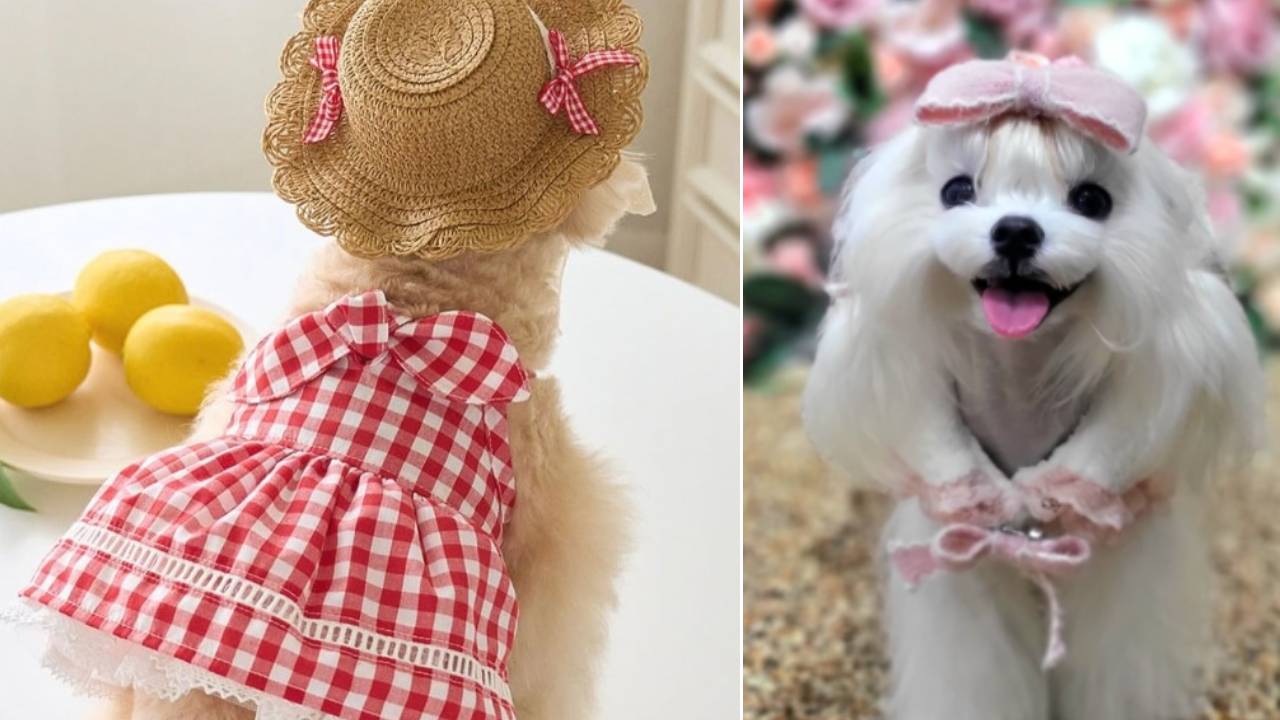 Dog Designewears: ನಿಮ್ಮನೆ ಮುದ್ದು ನಾಯಿಮರಿಗಳಿಗೂ ಬಂತು ಕಲರ್ಫುಲ್ ಡಿಸೈನರ್ವೇರ್ಸ್ - Image 5