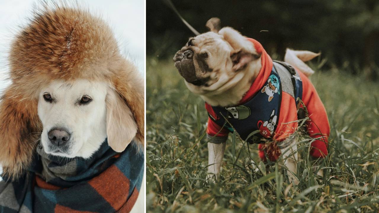 Dog Winter Fashion 2026: ವಿಂಟರ್ ಸೀಸನ್‌ಗೆ ಲಗ್ಗೆ ಇಟ್ಟ ನಯಾ ಡಾಗ್ ವೇರ್‌ಗಳಿವು! - Image 5