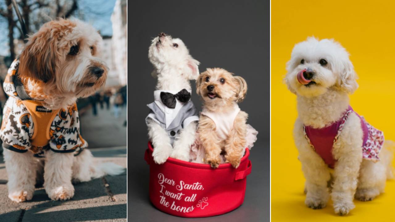 ವಿಂಟರ್ ಸೀಸನ್‌ಗೆ ಲಗ್ಗೆ ಇಟ್ಟ ನಯಾ ಡಾಗ್ ವೇರ್‌ಗಳಿವು!