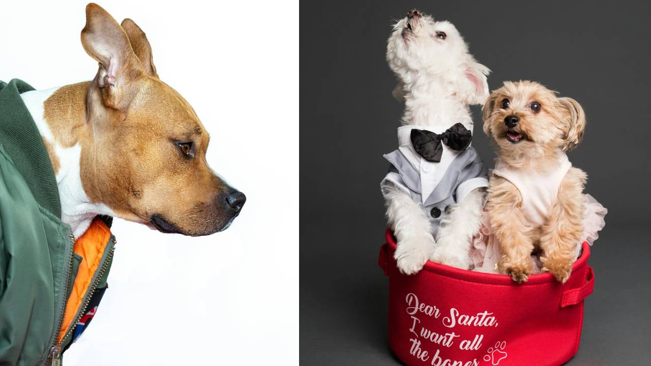 Dog Winter Fashion 2026: ವಿಂಟರ್ ಸೀಸನ್‌ಗೆ ಲಗ್ಗೆ ಇಟ್ಟ ನಯಾ ಡಾಗ್ ವೇರ್‌ಗಳಿವು! - Image 4