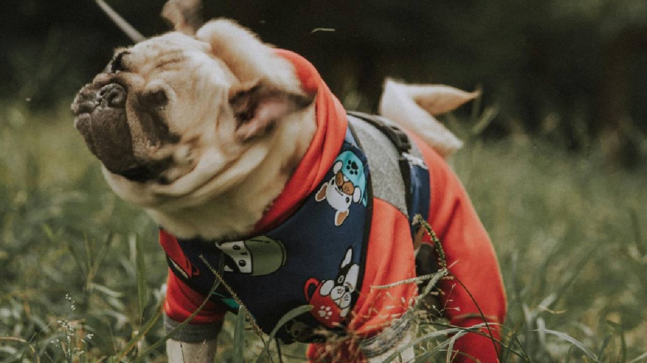 Dog Winter Fashion 2026: ವಿಂಟರ್ ಸೀಸನ್‌ಗೆ ಲಗ್ಗೆ ಇಟ್ಟ ನಯಾ ಡಾಗ್ ವೇರ್‌ಗಳಿವು! - Image 2
