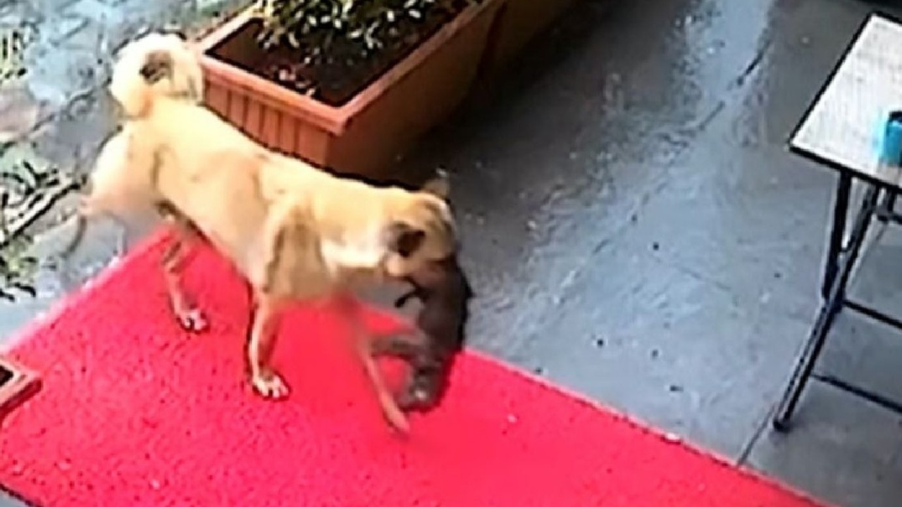 ಮರಿಯನ್ನು ಬಾಯಲ್ಲಿಯೇ ಹೊತ್ತುಕೊಂಡ ಕ್ಲಿನಿಕ್‍ಗೆ ಬಂದ ತಾಯಿ ಶ್ವಾನ