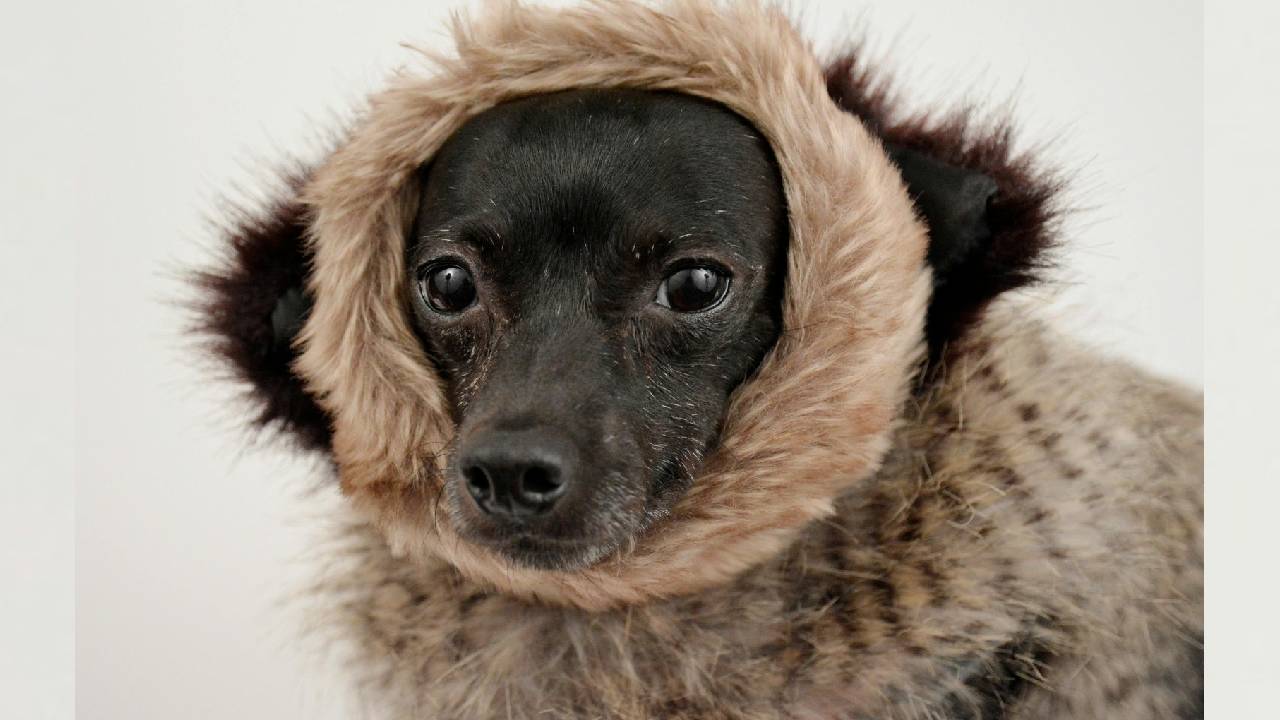 Dog Winter Fashion 2026: ವಿಂಟರ್ ಸೀಸನ್‌ಗೆ ಲಗ್ಗೆ ಇಟ್ಟ ನಯಾ ಡಾಗ್ ವೇರ್‌ಗಳಿವು! - Image 1