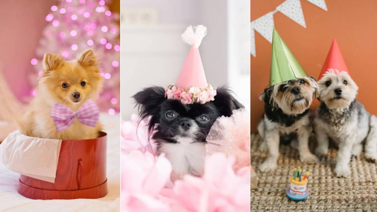 Doggy Birthday Accessories: ನಿಮ್ಮ ಕ್ಯೂಟ್ ನಾಯಿ ಮರಿಗಳ ಬರ್ತ್‌ಡೇ ಸೆಲೆಬ್ರೇಷನ್‌ಗೂ ಬಂತು ಫ್ಯಾಷೆನಬಲ್ ಆಕ್ಸೆಸರೀಸ್!