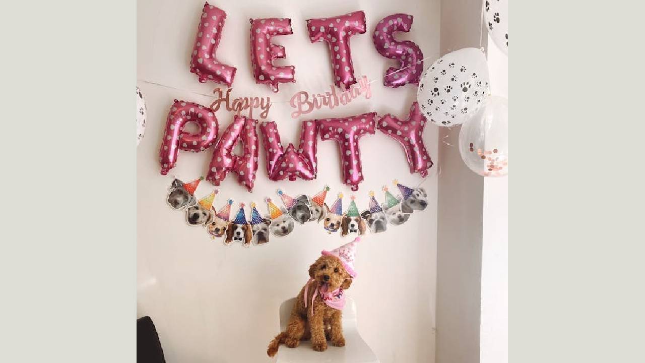 Doggy Birthday Accessories: ನಿಮ್ಮ ಕ್ಯೂಟ್ ನಾಯಿ ಮರಿಗಳ ಬರ್ತ್ಡೇ ಸೆಲೆಬ್ರೇಷನ್ಗೂ ಬಂತು ಫ್ಯಾಷೆನಬಲ್ ಆಕ್ಸೆಸರೀಸ್! - Image 2