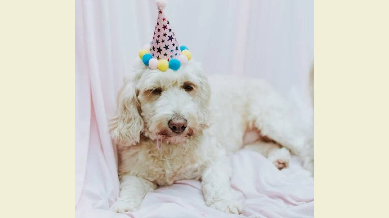 Doggy Birthday Accessories: ನಿಮ್ಮ ಕ್ಯೂಟ್ ನಾಯಿ ಮರಿಗಳ ಬರ್ತ್ಡೇ ಸೆಲೆಬ್ರೇಷನ್ಗೂ ಬಂತು ಫ್ಯಾಷೆನಬಲ್ ಆಕ್ಸೆಸರೀಸ್! - Image 3