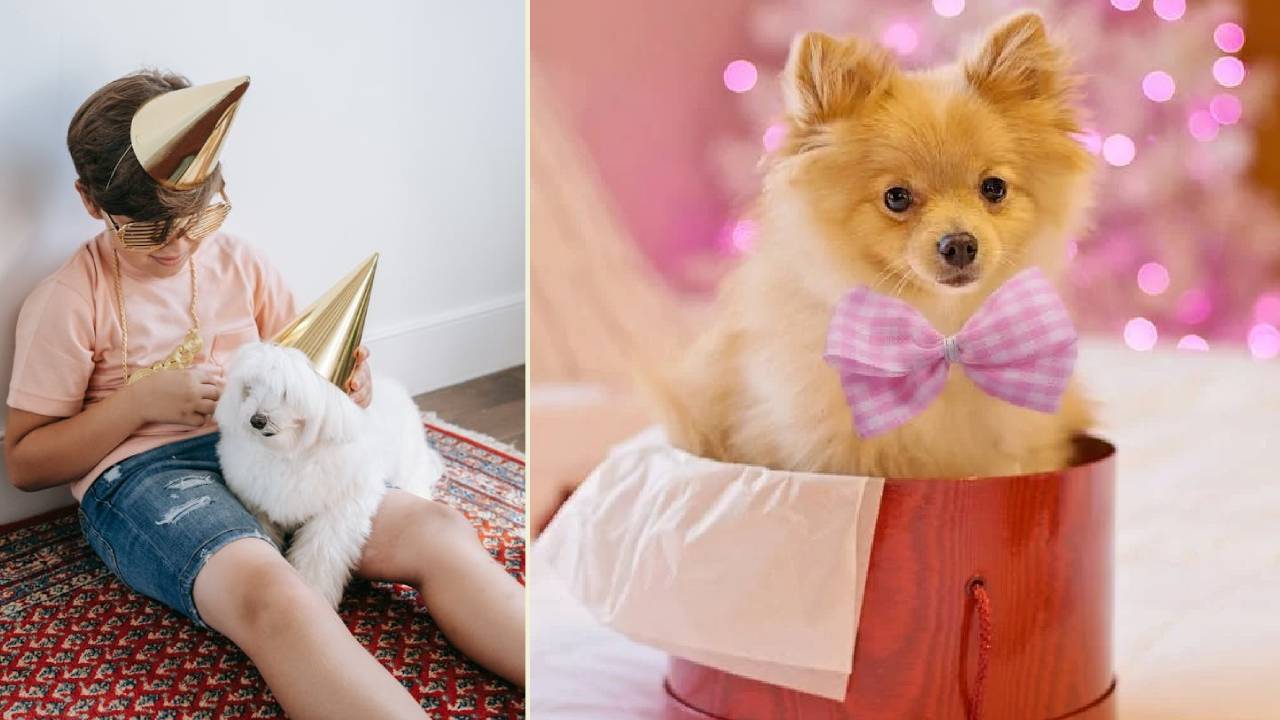 Doggy Birthday Accessories: ನಿಮ್ಮ ಕ್ಯೂಟ್ ನಾಯಿ ಮರಿಗಳ ಬರ್ತ್ಡೇ ಸೆಲೆಬ್ರೇಷನ್ಗೂ ಬಂತು ಫ್ಯಾಷೆನಬಲ್ ಆಕ್ಸೆಸರೀಸ್! - Image 4