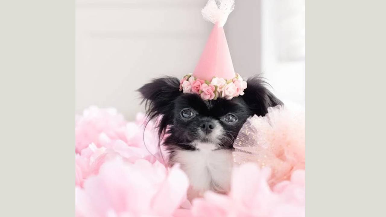 Doggy Birthday Accessories: ನಿಮ್ಮ ಕ್ಯೂಟ್ ನಾಯಿ ಮರಿಗಳ ಬರ್ತ್ಡೇ ಸೆಲೆಬ್ರೇಷನ್ಗೂ ಬಂತು ಫ್ಯಾಷೆನಬಲ್ ಆಕ್ಸೆಸರೀಸ್! - Image 5