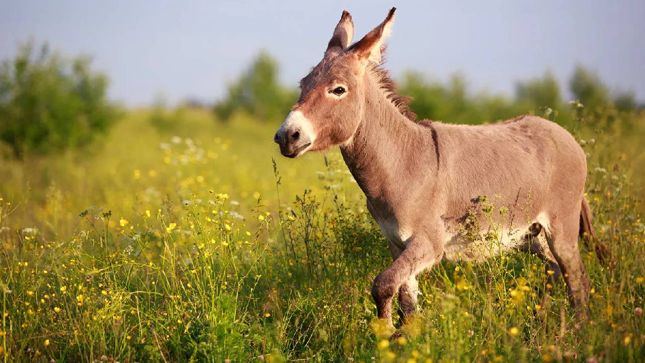 ಜಗತ್ತಿನೆದುರು ಮತ್ತೆ ಪಾಕಿಸ್ತಾನದ ಮಾನ ಹರಾಜು; ಕಲಾಪ ನಡೆಯುತ್ತಿದ್ದಾಗ ಸಂಸತ್‌ಗೆ ದಿಢೀರ್ ಕತ್ತೆ ಎಂಟ್ರಿ: ವೈರಲ್ ವಿಡಿಯೊ ಇಲ್ಲಿದೆ
