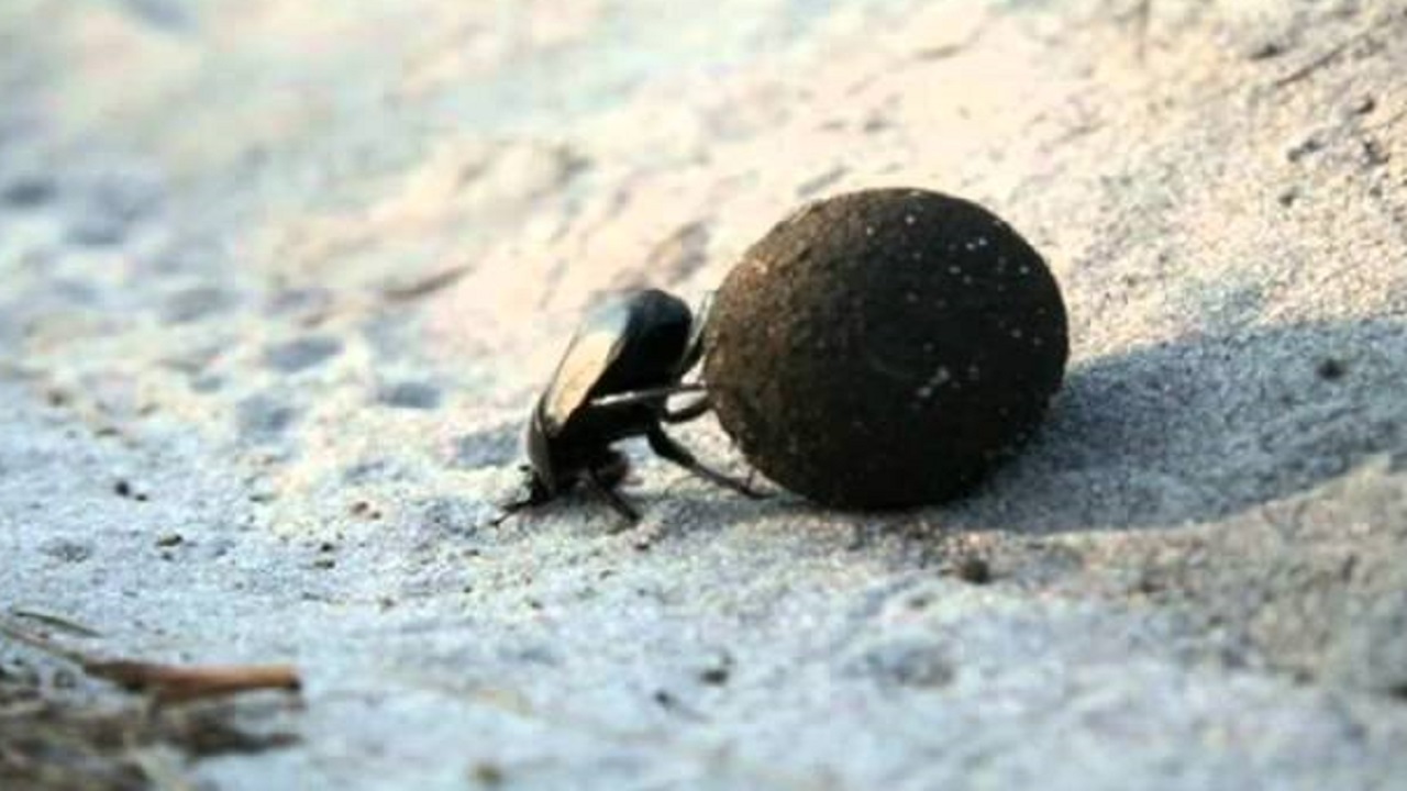 Roopa Gururaj Column: ಸಗಣಿ ಉಂಡೆ ಮತ್ತು ಕರ್ಮದ ಫಲ