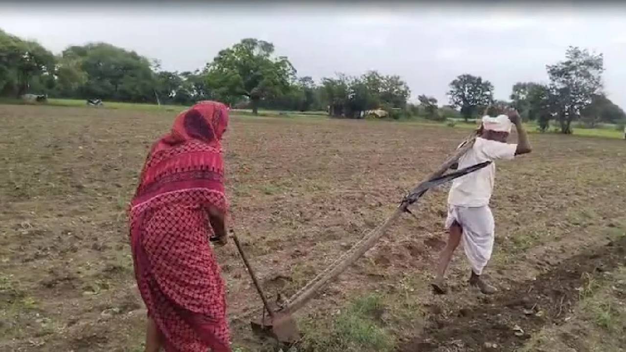 ನೇಗಿಲು ತಾವೇ ಹೊತ್ತು ಗದ್ದೆ ಉಳುಮೆಗೆ ಇಳಿದ ವೃದ್ಧ ದಂಪತಿ