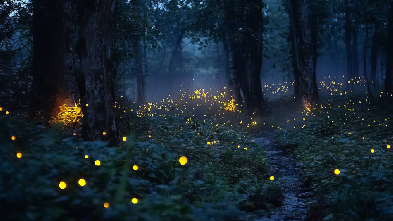 Firefly Festival: ಮಿಂಚುಹುಳಗಳನ್ನು ಕಣ್ತುಂಬಿಕೊಳ್ಳಬೇಕೆ? ಮಹಾರಾಷ್ಟ್ರದ ಈ ತಾಣಗಳಿಗೆ ಭೇಟಿ ನೀಡಿ - Image 1