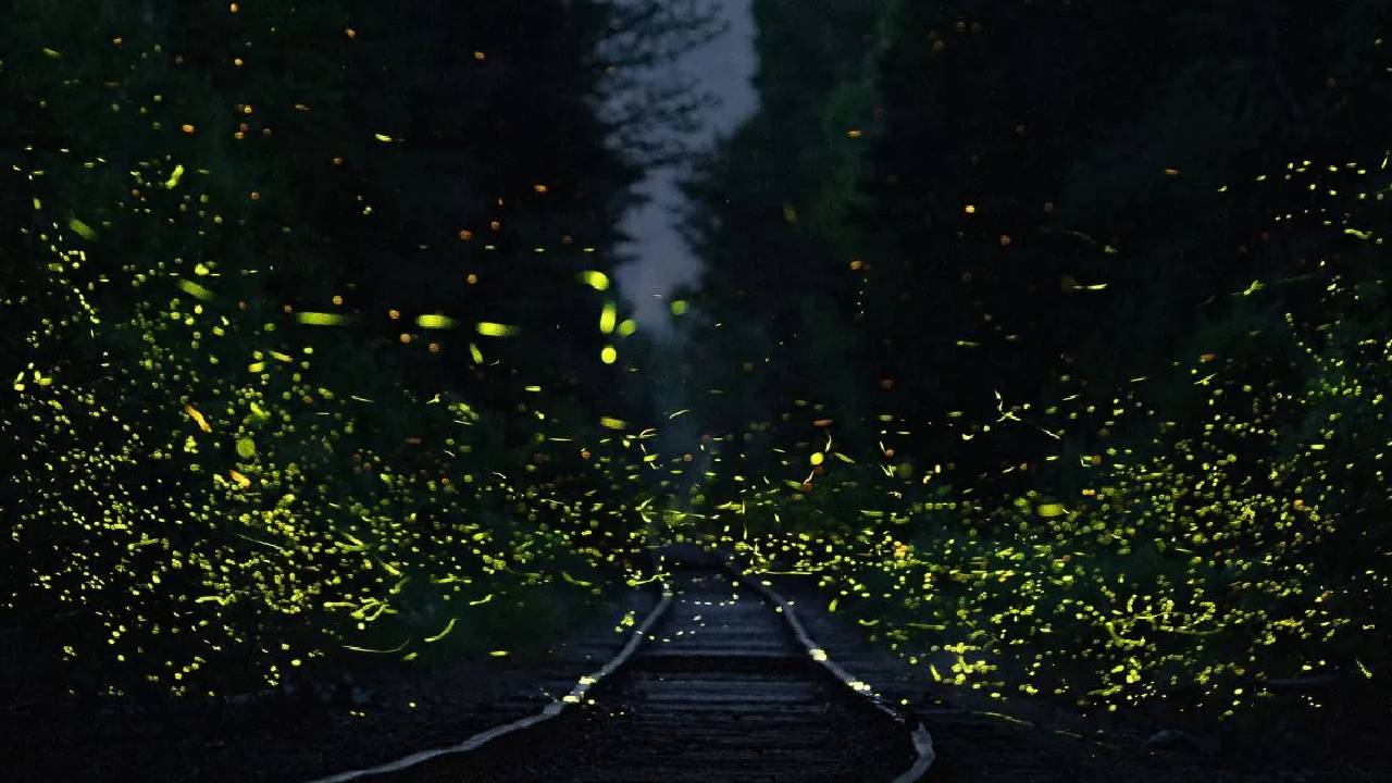 Firefly Festival: ಮಿಂಚುಹುಳಗಳನ್ನು ಕಣ್ತುಂಬಿಕೊಳ್ಳಬೇಕೆ? ಮಹಾರಾಷ್ಟ್ರದ ಈ ತಾಣಗಳಿಗೆ ಭೇಟಿ ನೀಡಿ - Image 2