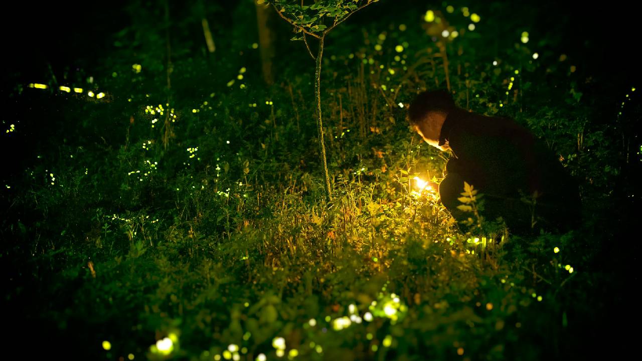 Firefly Festival: ಮಿಂಚುಹುಳಗಳನ್ನು ಕಣ್ತುಂಬಿಕೊಳ್ಳಬೇಕೆ? ಮಹಾರಾಷ್ಟ್ರದ ಈ ತಾಣಗಳಿಗೆ ಭೇಟಿ ನೀಡಿ - Image 3