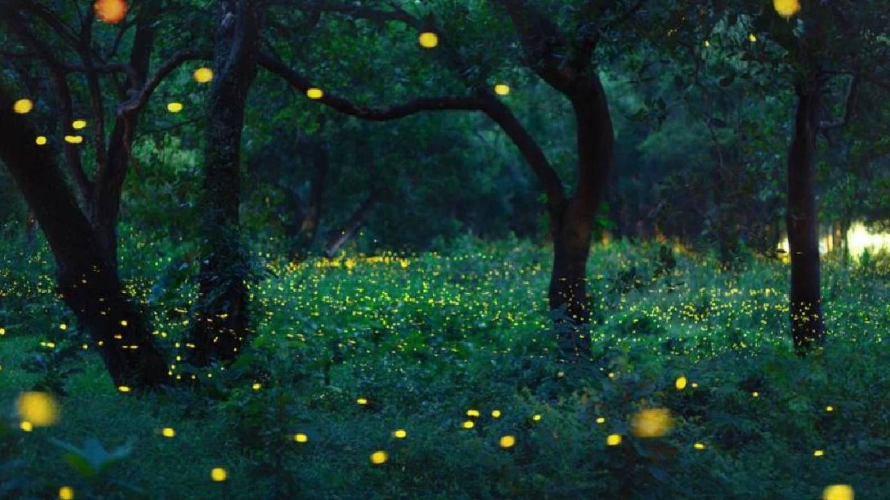 Firefly Festival: ಮಿಂಚುಹುಳಗಳನ್ನು ಕಣ್ತುಂಬಿಕೊಳ್ಳಬೇಕೆ? ಮಹಾರಾಷ್ಟ್ರದ ಈ ತಾಣಗಳಿಗೆ ಭೇಟಿ ನೀಡಿ - Image 4