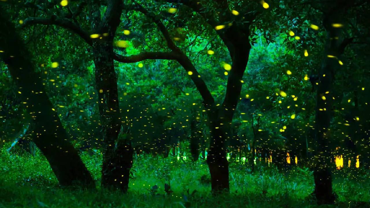 Firefly Festival: ಮಿಂಚುಹುಳಗಳನ್ನು ಕಣ್ತುಂಬಿಕೊಳ್ಳಬೇಕೆ? ಮಹಾರಾಷ್ಟ್ರದ ಈ ತಾಣಗಳಿಗೆ ಭೇಟಿ ನೀಡಿ - Image 5