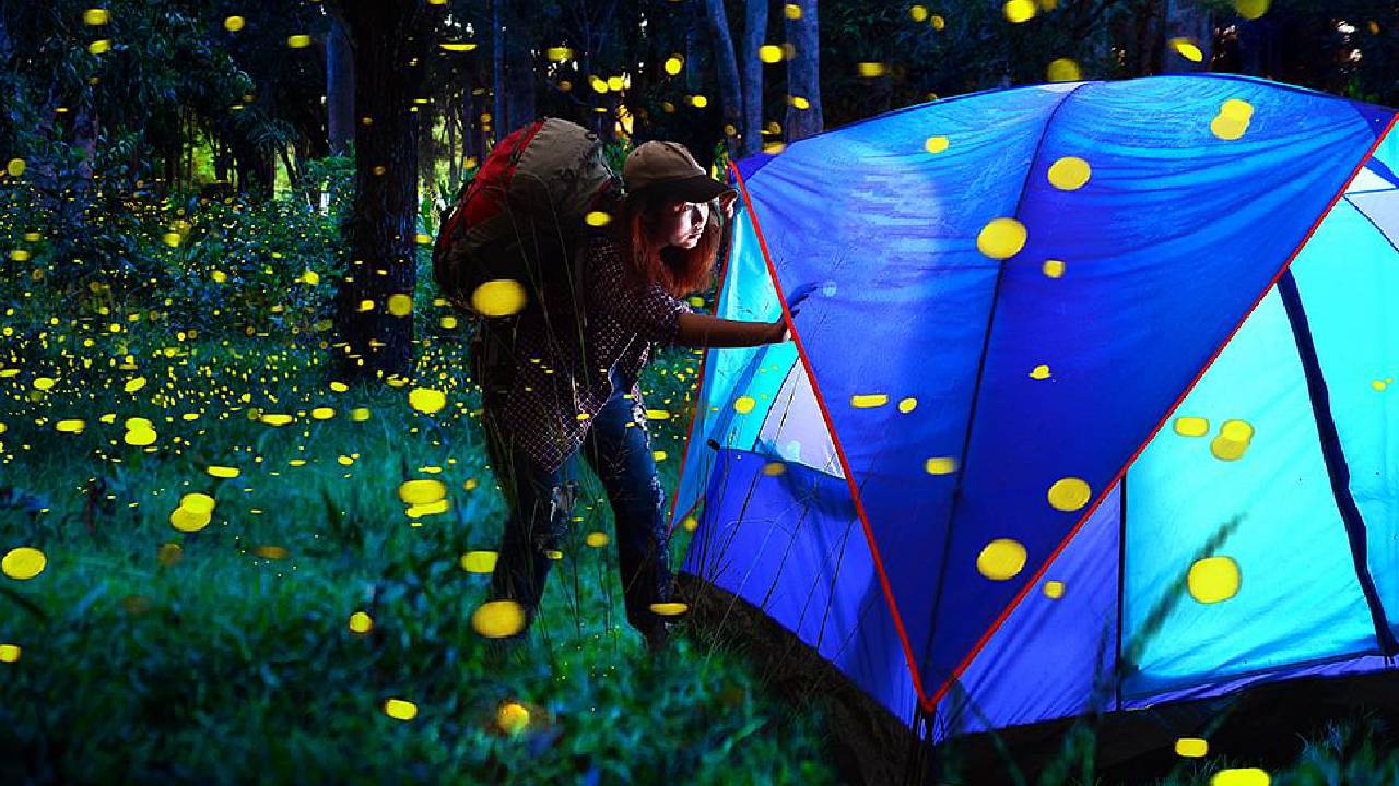 Firefly Festival: ಮಿಂಚುಹುಳಗಳನ್ನು ಕಣ್ತುಂಬಿಕೊಳ್ಳಬೇಕೆ? ಮಹಾರಾಷ್ಟ್ರದ ಈ ತಾಣಗಳಿಗೆ ಭೇಟಿ ನೀಡಿ - Image 6
