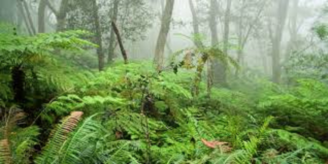 Vishweshwar Bhat Column: ಇಲ್ಲಿ ಈಗಿರುವುದು ಒಂದೇ ಆನೆ !