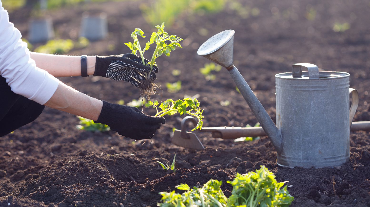 ಮಾನಸಿಕ ಒತ್ತಡವೇ? ಮನೆಯ ಗಾರ್ಡನ್‌ನಲ್ಲೇ ಇದೆ ಮದ್ದು!