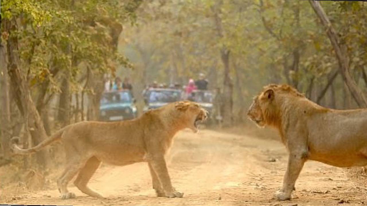 ಗಂಡು ಸಿಂಹಕ್ಕೆ ಸವಾಲೊಡ್ಡಿದ ಸಿಂಹಿಣಿ; ಬೆರಗುಗೊಳಿಸಿದ ವಿಡಿಯೊ!