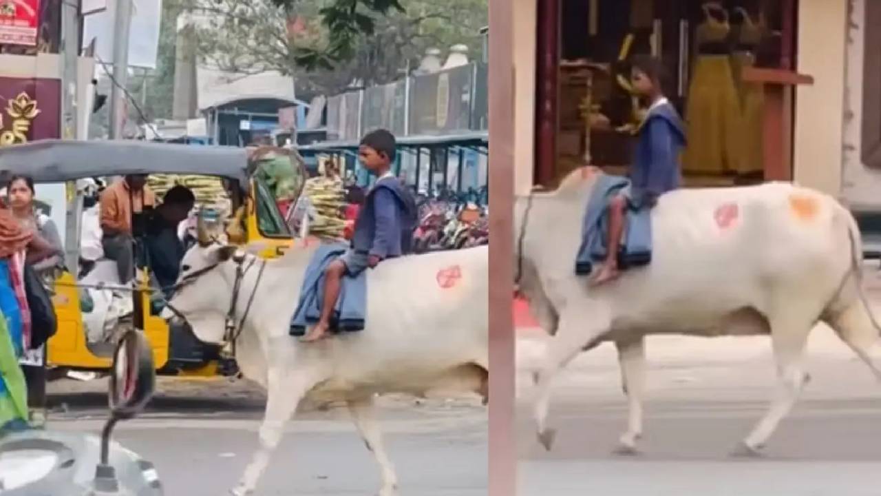 ಹೈದರಾಬಾದ್‌ನ  ಟ್ರಾಫಿಕ್ ನಡುವೆ ಹಸುವಿನ ಮೇಲೆ ಸವಾರಿ ಮಾಡಿದ ಬಾಲಕ