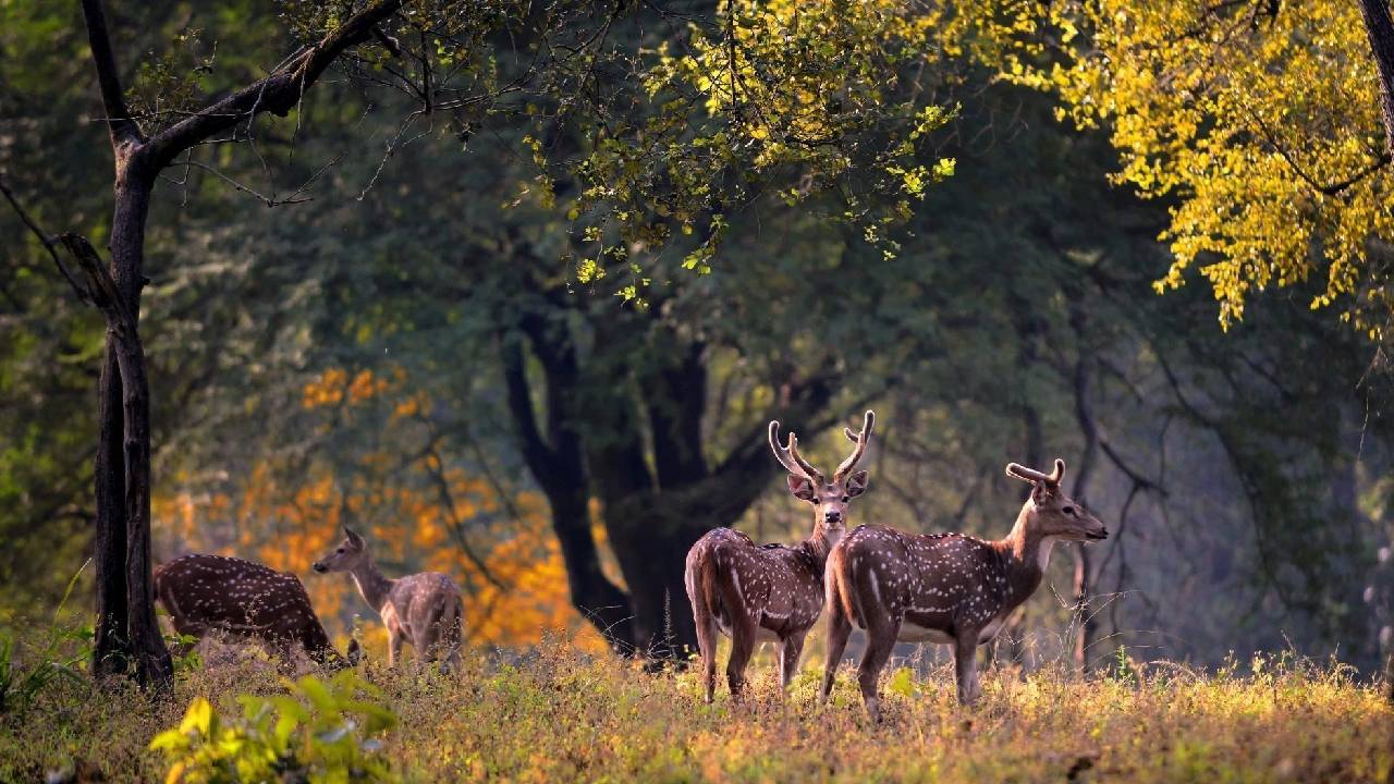 Magical Forests: ದಣಿದ ಮನಸ್ಸಿಗೆ ನೆಮ್ಮದಿಯ ತಂಗಾಳಿ ನೀಡುವ ಭಾರತದ ಅರಣ್ಯಗಳಿವು - Image 4