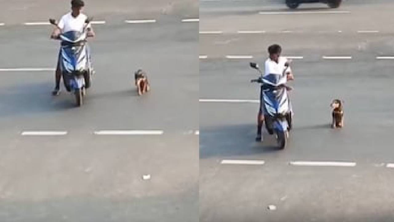 ಶ್ವಾನಕ್ಕೆ ರಸ್ತೆ ದಾಟಲು ನೆರವಾದ ಬಾಲಕ: ವಿಡಿಯೊ ವೈರಲ್