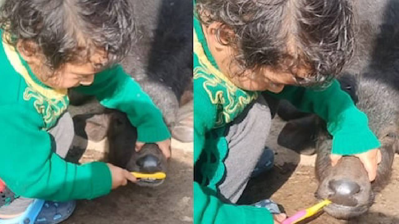 ಕರುವಿಗೆ ಟೂತ್‌ಬ್ರಷ್ ನಿಂದ ಹಲ್ಲುಜ್ಜಿದ ಬಾಲಕಿ: ಕ್ಯೂಟ್ ವಿಡಿಯೊ ಇಲ್ಲಿದೆ!