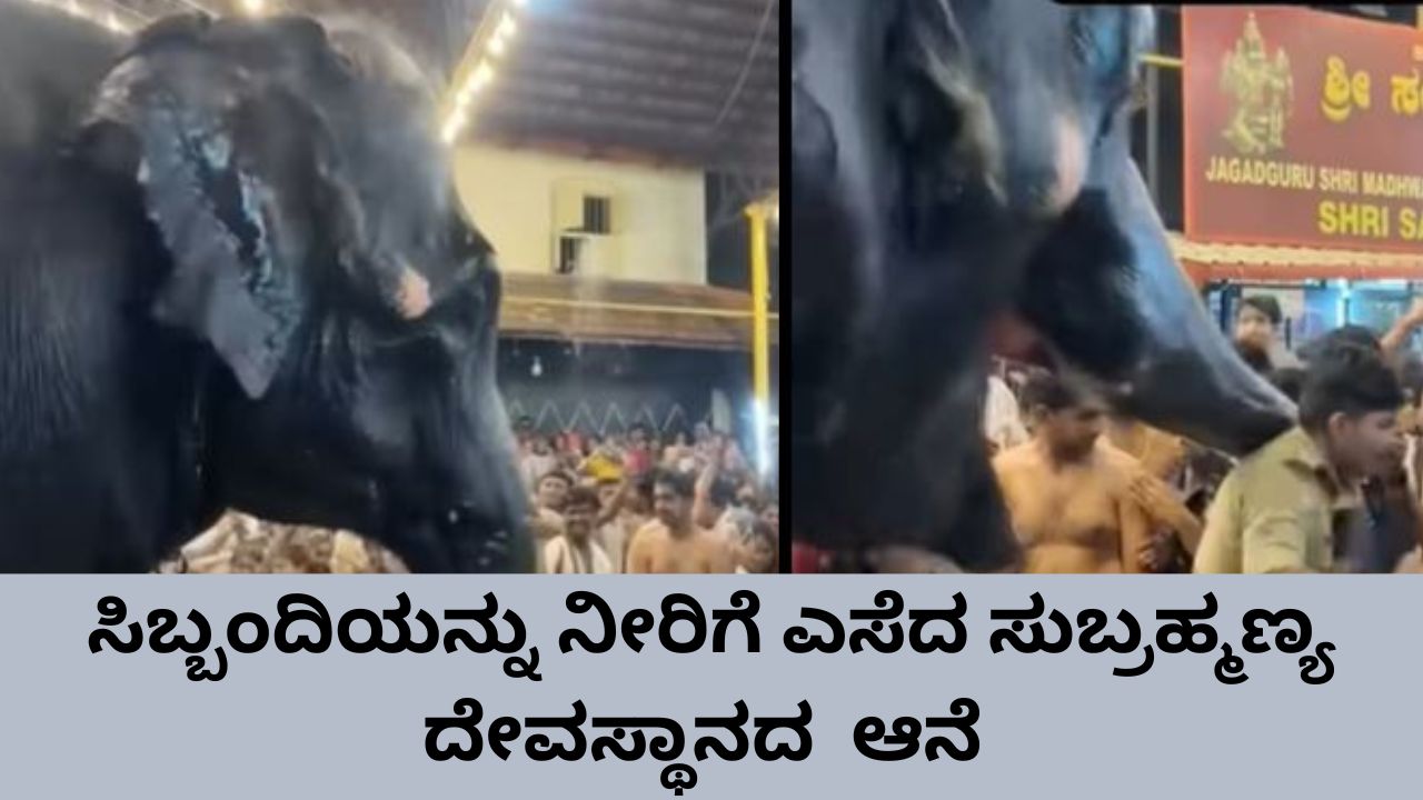 ಸುಬ್ರಹ್ಮಣ್ಯ ದೇವಸ್ಥಾನದ ಸಿಬ್ಬಂದಿಯನ್ನು ಎತ್ತಿ ಎಸೆದ ಆನೆ