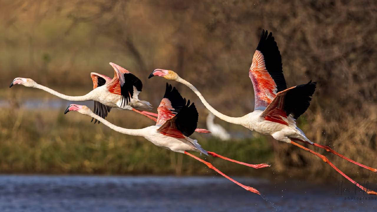 Flamingoes: ಮನಮೋಹಕ ಫ್ಲೆಮಿಂಗೊ ನೋಡಲು ಭಾರತದ ಈ ತಾಣಗಳಿಗೆ ಭೇಟಿ ನೀಡಿ - Image 2