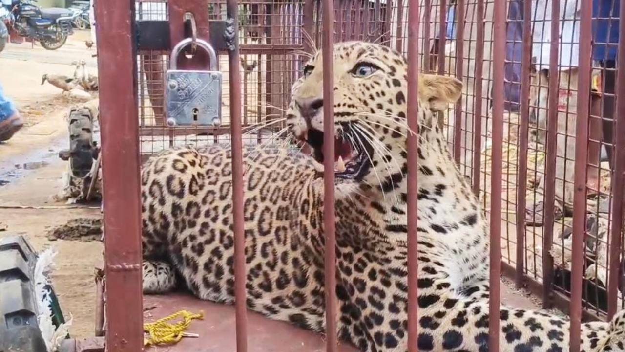 Leopard Captured: ತಿಪಟೂರು ತಾಲೂಕಿನ ಜನರ ನಿದ್ದೆಗೆಡಿಸಿದ್ದ ಚಿರತೆ ಕೊನೆಗೂ ಸೆರೆ!