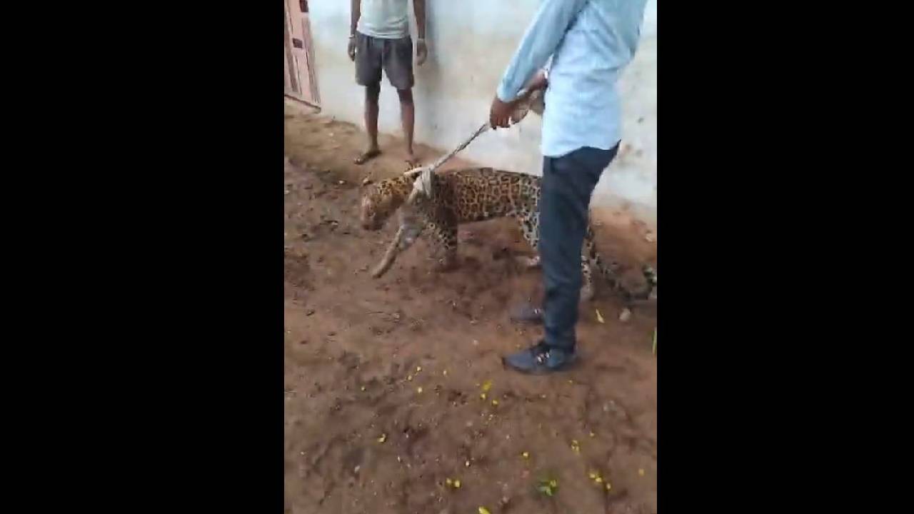 ಚಿರತೆ ಮರಿಯನ್ನು ನಾಯಿಯಂತೆ ಎಳೆದೊಯ್ದ ಗ್ರಾಮಸ್ಥರು- ವಿಡಿಯೊ ನೋಡಿ