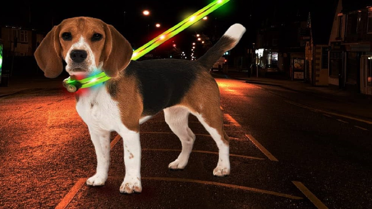 Vishweshwar Bhat Column: ಶ್ವಾನರಕ್ಷಕ ಪಟ್ಟಿ