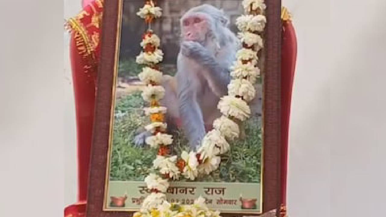 ಅಪಘಾತದಲ್ಲಿ ಪ್ರಾಣ ಕಳೆದುಕೊಂಡ ಕೋತಿ: ಕಣ್ಣೀರು ಹಾಕಿದ ಗ್ರಾಮಸ್ಥರು