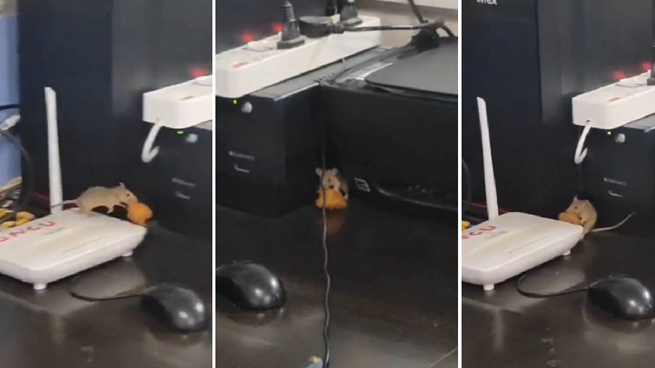 ಸರ್ಕಾರಿ ಆಸ್ಪತ್ರೆಯಲ್ಲಿ ಇಲಿಗಳ ಅಟ್ಟಹಾಸ: ನೆಟ್ಟಿಗರು ಕಿಡಿ