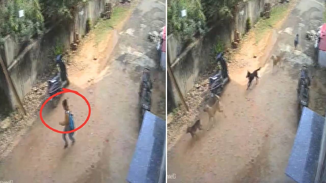 ಸಾಕು ನಾಯಿಗಳ ದಾಳಿ: ಭೀಕರ ದೃಶ್ಯದ ವಿಡಿಯೊ ಇಲ್ಲಿದೆ!