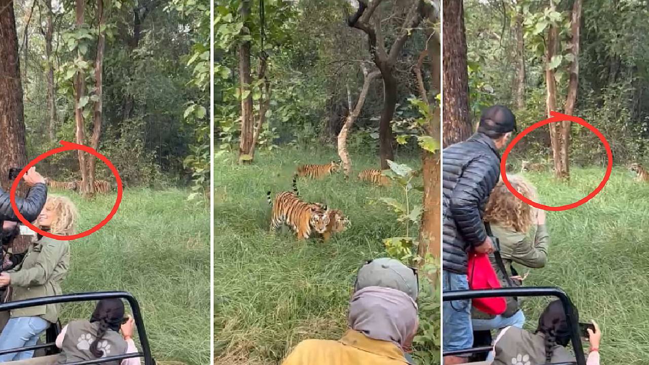 ಸಫಾರಿ ವೇಳೆ ಕಾಣಿಸಿಕೊಂಡ ಹುಲಿಗಳ ದಂಡು: ಪ್ರವಾಸಿಗರು ಮಾಡಿದ್ದೇನು?