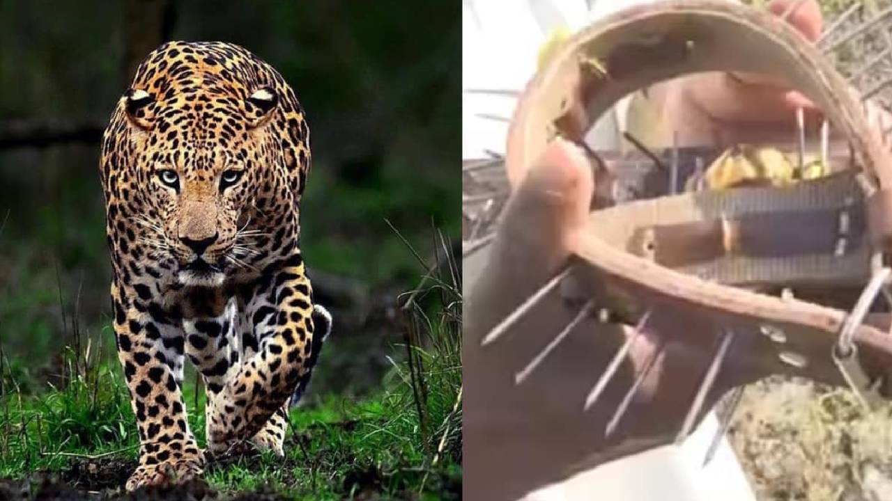 ಚಿರತೆ ದಾಳಿ ತಪ್ಪಿಸಿಕೊಳ್ಳಲು ಮಹಾರಾಷ್ಟ್ರ ಗ್ರಾಮಸ್ಥರ ಹೊಸ ಪ್ಲ್ಯಾನ್