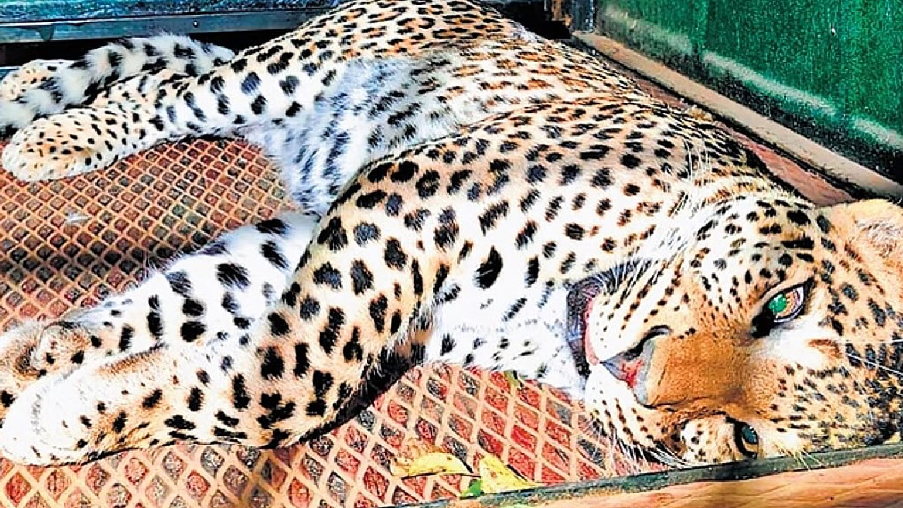 ಮಲೆ ಮಹದೇಶ್ವರ ಬೆಟ್ಟದಲ್ಲಿ ಭಕ್ತನನ್ನು ಕೊಂದಿದ್ದ ಚಿರತೆ ಸೆರೆ