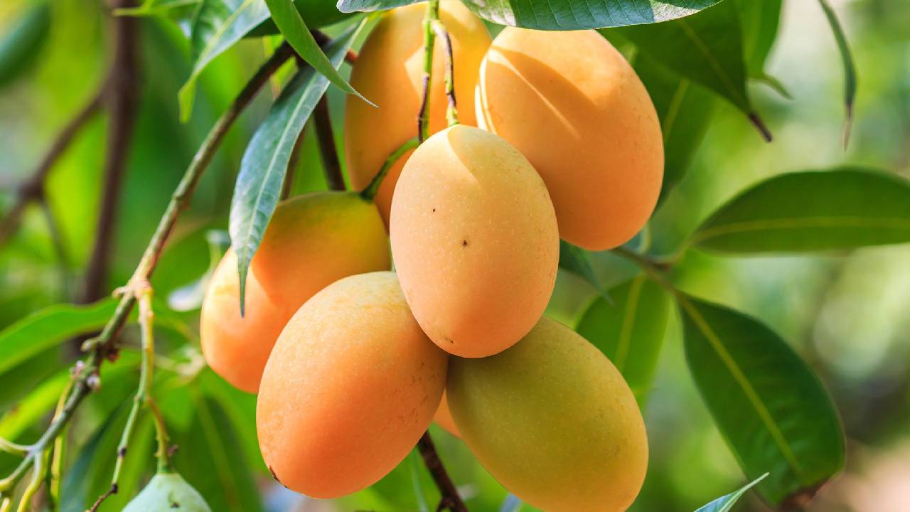 Mango Production Countries: ವಿಶ್ವದೆಲ್ಲೆಡೆ ಹರಡಿದೆ ಭಾರತದ ಮಾವಿನ ಘಮ; ಉತ್ಪಾದನೆಯಲ್ಲಿಯೂ ನಾವೇ ನಂ. 1 - Image 4