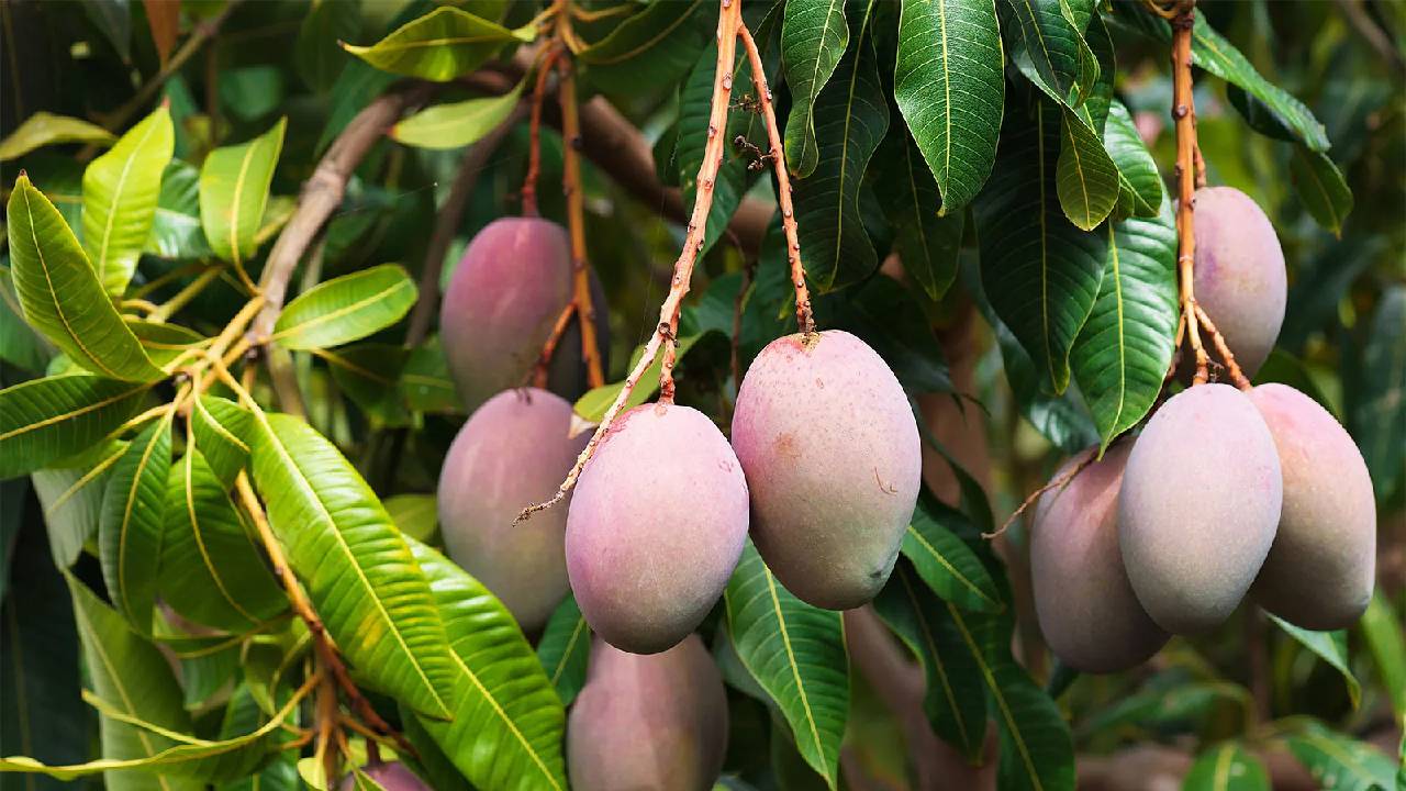 Mango Production Countries: ವಿಶ್ವದೆಲ್ಲೆಡೆ ಹರಡಿದೆ ಭಾರತದ ಮಾವಿನ ಘಮ; ಉತ್ಪಾದನೆಯಲ್ಲಿಯೂ ನಾವೇ ನಂ. 1 - Image 5